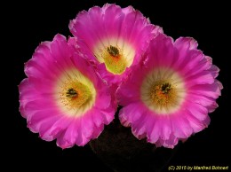 Echinocereus rigidissimus SB1777 1471